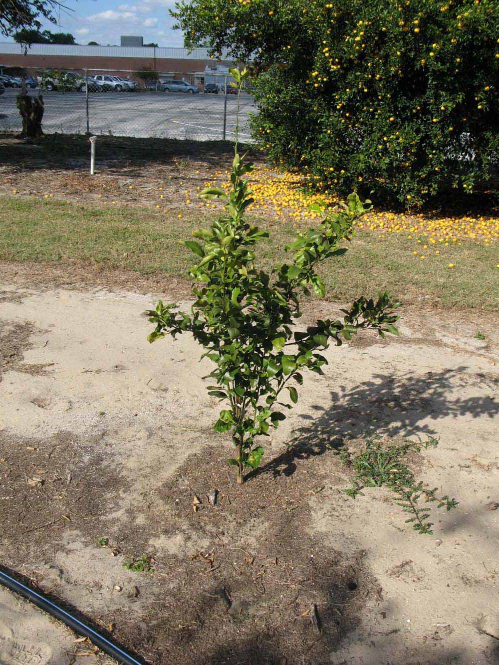              Habit (Winter Haven, FL)       